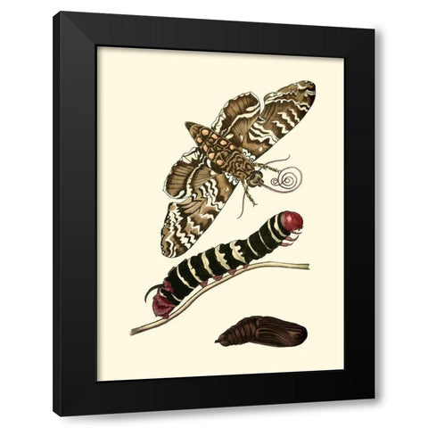 Butterfly Transformation III Black Modern Wood Framed Art Print with Double Matting by Unknown