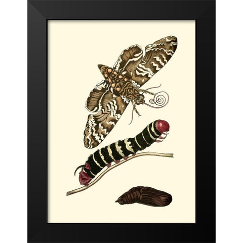Butterfly Transformation III Black Modern Wood Framed Art Print by Unknown