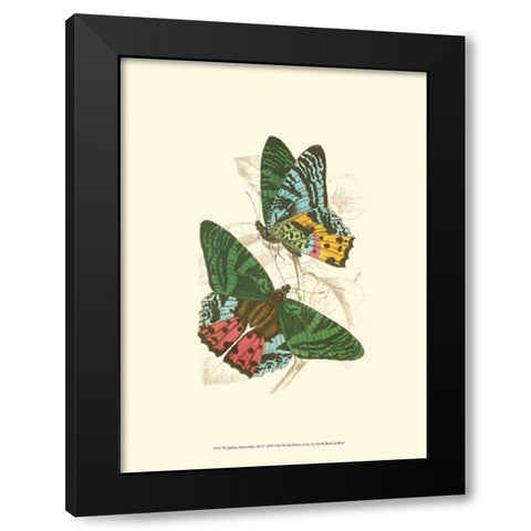 Jardine Butterflies III Black Modern Wood Framed Art Print with Double Matting by Jardine, Sir William