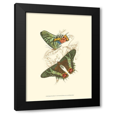 Jardine Butterflies IV Black Modern Wood Framed Art Print with Double Matting by Jardine, Sir William