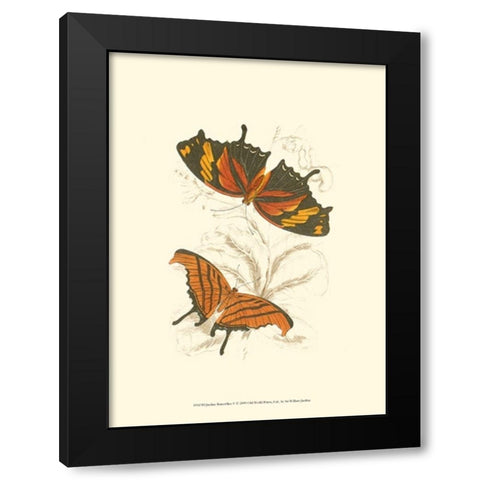 Jardine Butterflies V Black Modern Wood Framed Art Print with Double Matting by Jardine, Sir William