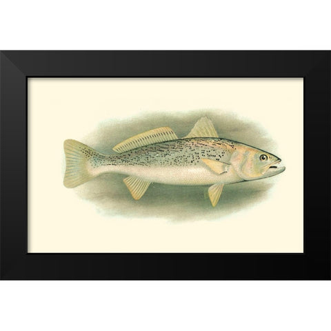 River Trout IV Black Modern Wood Framed Art Print by Unknown