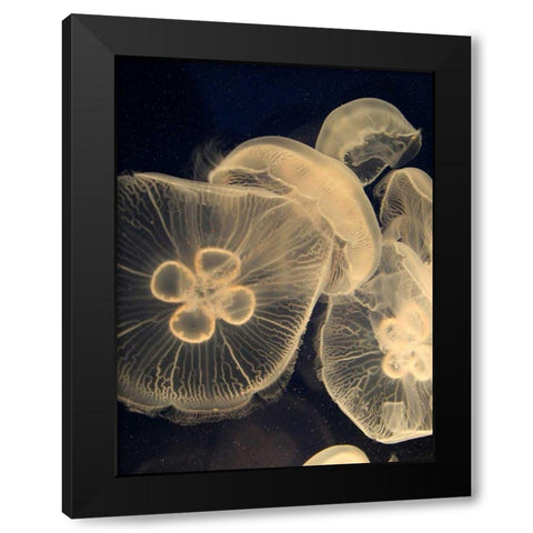 Graphic Jellyfish I Black Modern Wood Framed Art Print with Double Matting by Vision Studio