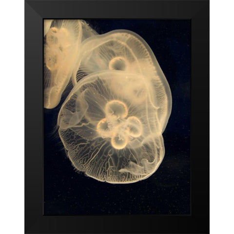Graphic Jellyfish II Black Modern Wood Framed Art Print by Vision Studio
