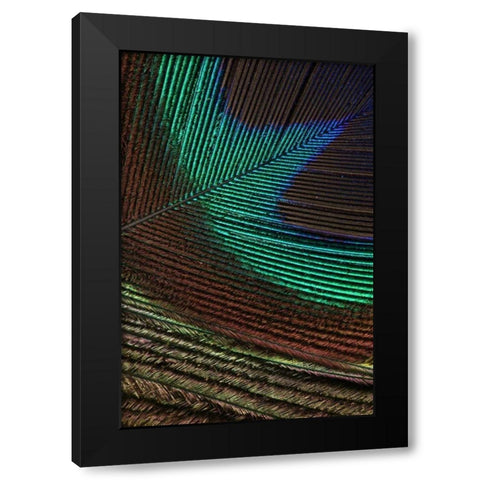 Peacock Feathers I Black Modern Wood Framed Art Print with Double Matting by Vision Studio