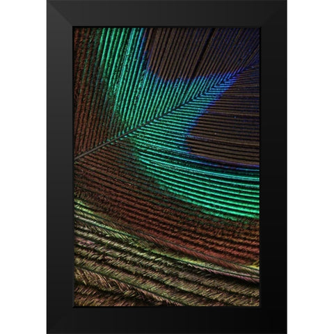 Peacock Feathers I Black Modern Wood Framed Art Print by Vision Studio