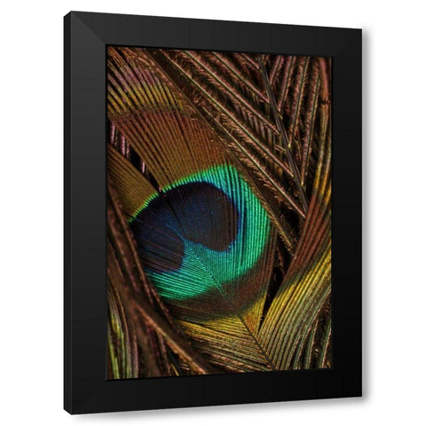 Peacock Feathers II Black Modern Wood Framed Art Print with Double Matting by Vision Studio