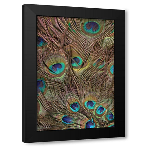 Peacock Feathers III Black Modern Wood Framed Art Print with Double Matting by Vision Studio