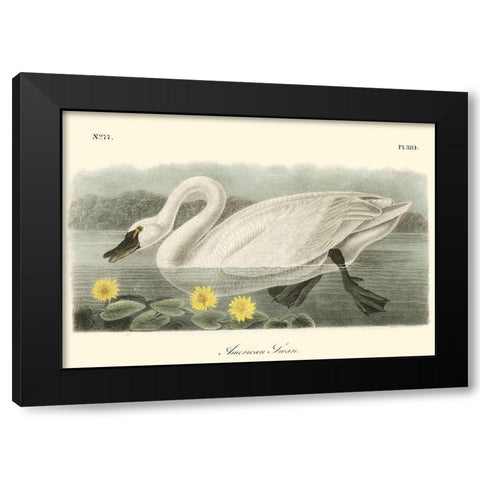 American Swan Black Modern Wood Framed Art Print by Audubon, John James