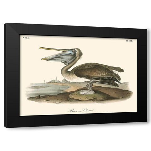 Brown Pelican Black Modern Wood Framed Art Print by Audubon, John James