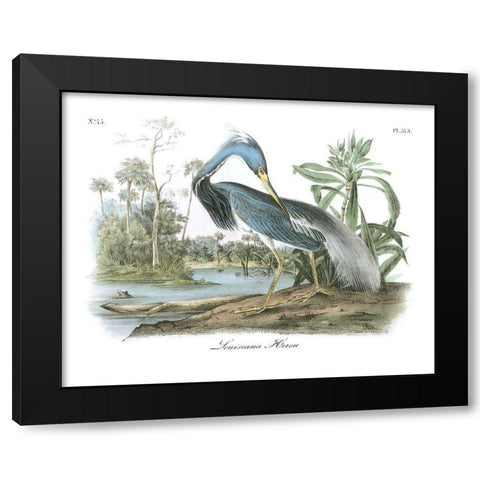 Louisiana Heron Black Modern Wood Framed Art Print by Audubon, John James