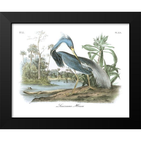 Louisiana Heron Black Modern Wood Framed Art Print by Audubon, John James