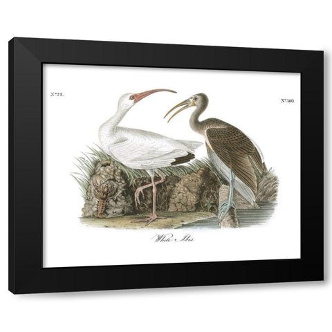 White Ibis Black Modern Wood Framed Art Print with Double Matting by Audubon, John James