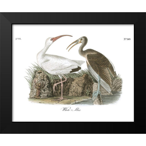 White Ibis Black Modern Wood Framed Art Print by Audubon, John James