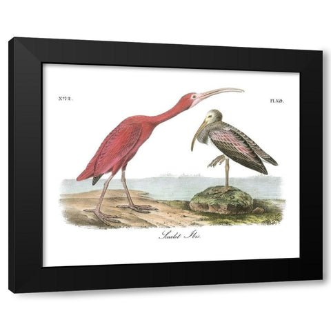 Scarlet Ibis Black Modern Wood Framed Art Print by Audubon, John James