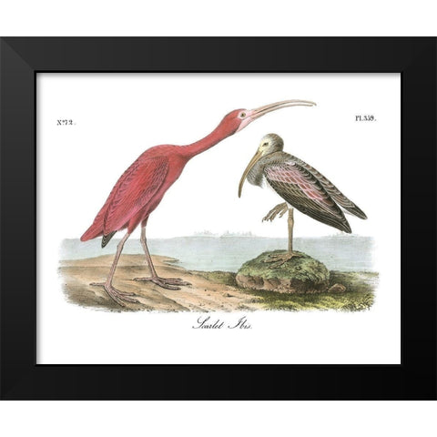 Scarlet Ibis Black Modern Wood Framed Art Print by Audubon, John James