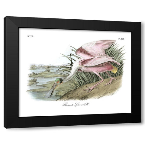 Roseate Spoonbill Black Modern Wood Framed Art Print with Double Matting by Audubon, John James