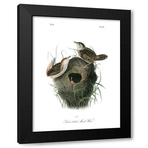 Short-billed Marsh Wren Black Modern Wood Framed Art Print by Audubon, John James