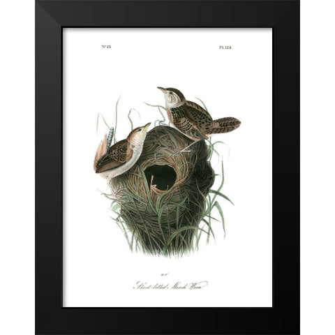 Short-billed Marsh Wren Black Modern Wood Framed Art Print by Audubon, John James