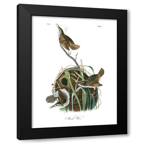 Marsh Wren Black Modern Wood Framed Art Print with Double Matting by Audubon, John James
