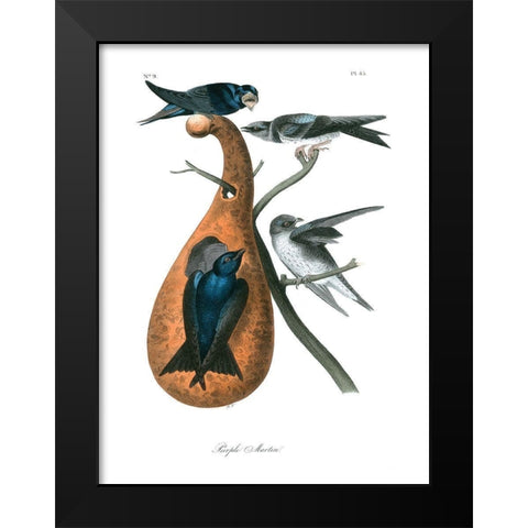 Purple Martin Black Modern Wood Framed Art Print by Audubon, John James