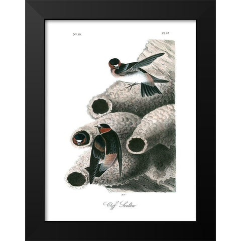 Cliff Swallow Black Modern Wood Framed Art Print by Audubon, John James