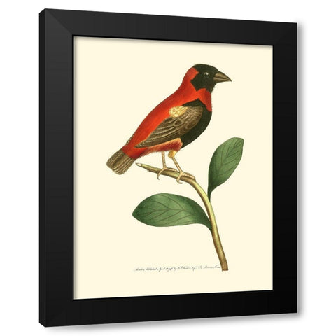 Crimson Birds I Black Modern Wood Framed Art Print with Double Matting by Nodder, Frederick P.
