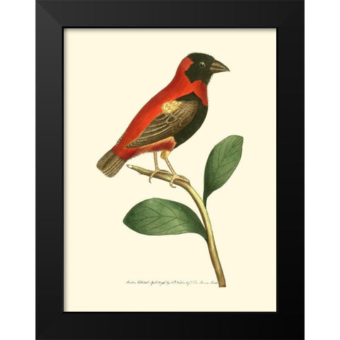 Crimson Birds I Black Modern Wood Framed Art Print by Nodder, Frederick P.