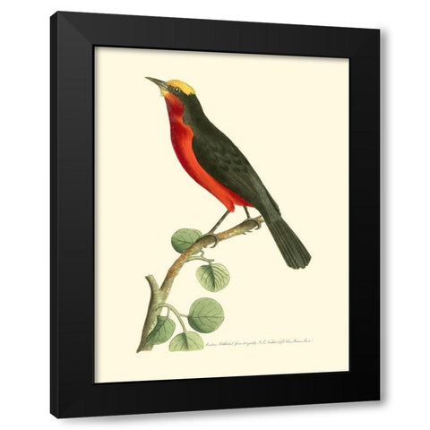 Crimson Birds II Black Modern Wood Framed Art Print with Double Matting by Nodder, Frederick P.