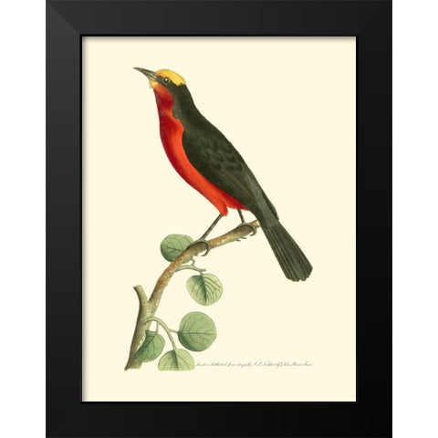 Crimson Birds II Black Modern Wood Framed Art Print by Nodder, Frederick P.