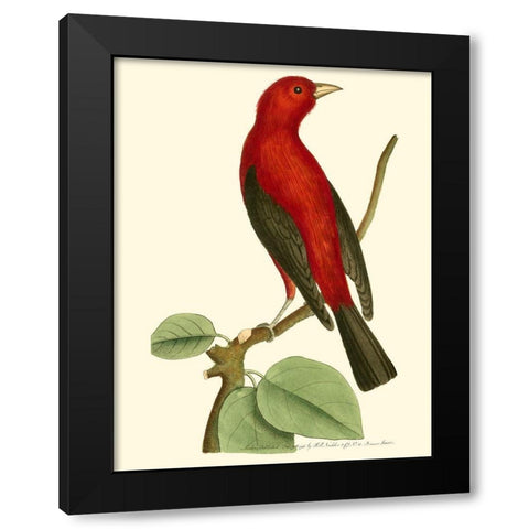 Crimson Birds III Black Modern Wood Framed Art Print with Double Matting by Nodder, Frederick P.
