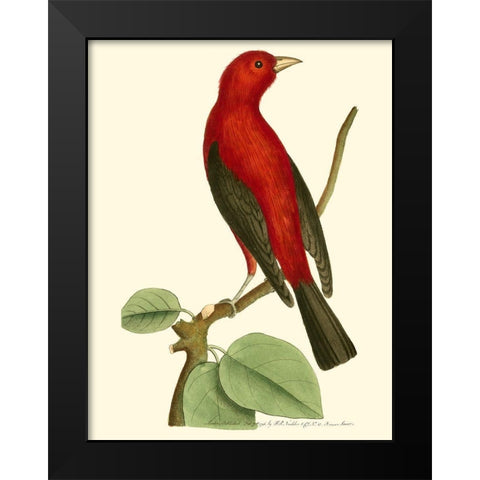 Crimson Birds III Black Modern Wood Framed Art Print by Nodder, Frederick P.