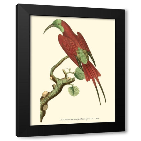 Crimson Birds IV Black Modern Wood Framed Art Print with Double Matting by Nodder, Frederick P.