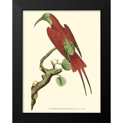 Crimson Birds IV Black Modern Wood Framed Art Print by Nodder, Frederick P.