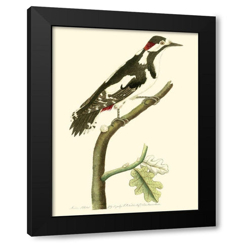 Crimson Birds V Black Modern Wood Framed Art Print with Double Matting by Nodder, Frederick P.