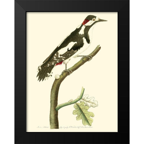 Crimson Birds V Black Modern Wood Framed Art Print by Nodder, Frederick P.