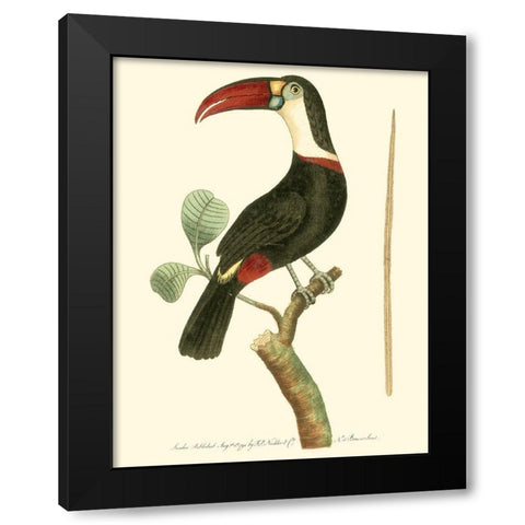 Crimson Birds VI Black Modern Wood Framed Art Print with Double Matting by Nodder, Frederick P.