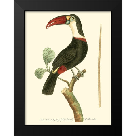 Crimson Birds VI Black Modern Wood Framed Art Print by Nodder, Frederick P.