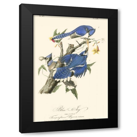 Audubon Blue Jays Black Modern Wood Framed Art Print by Audubon, John James