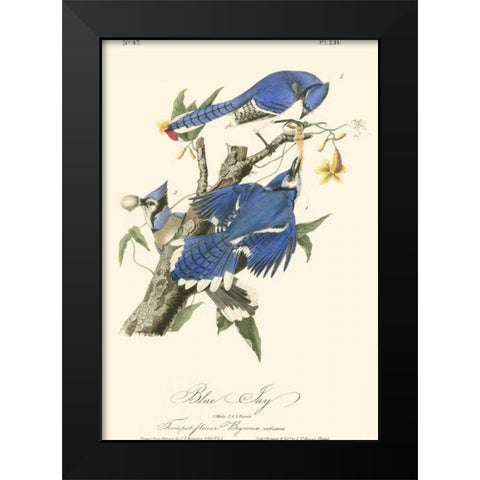 Audubon Blue Jays Black Modern Wood Framed Art Print by Audubon, John James