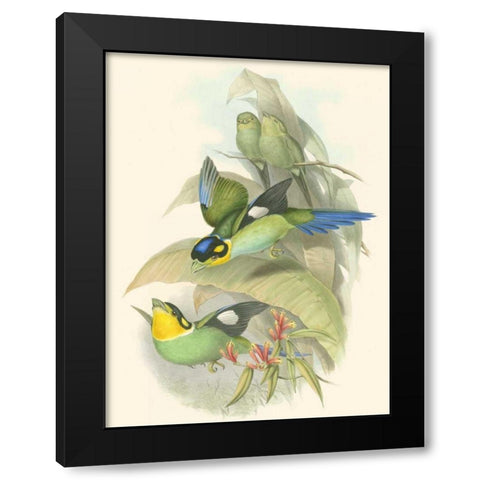Small Birds of Tropics I Black Modern Wood Framed Art Print by Gould, John
