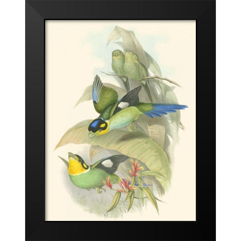 Small Birds of Tropics I Black Modern Wood Framed Art Print by Gould, John