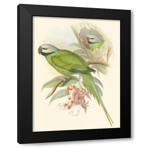 Small Birds of Tropics II Black Modern Wood Framed Art Print by Gould, John