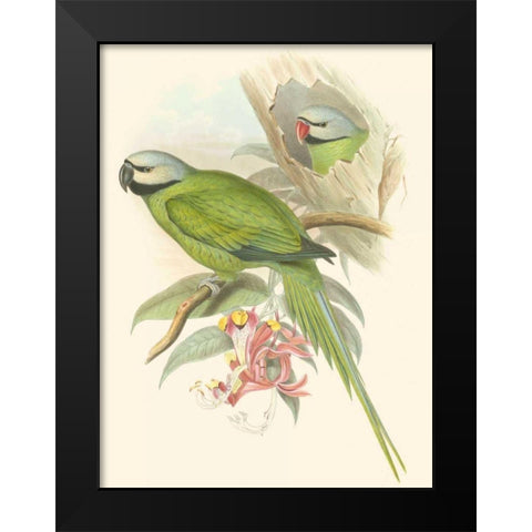 Small Birds of Tropics II Black Modern Wood Framed Art Print by Gould, John