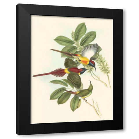 Small Birds of Tropics III Black Modern Wood Framed Art Print by Gould, John