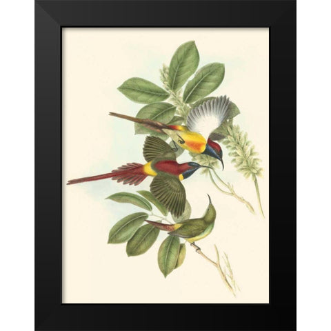 Small Birds of Tropics III Black Modern Wood Framed Art Print by Gould, John