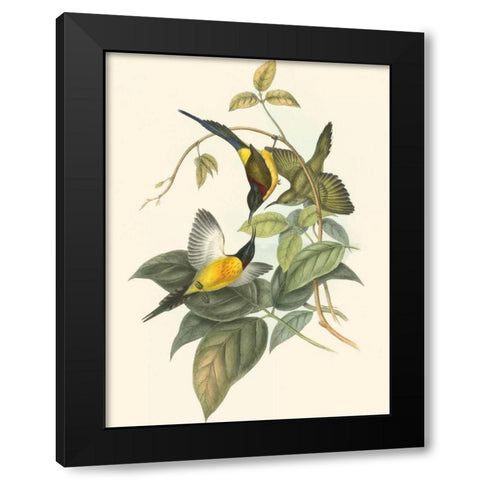 Small Birds of Tropics IV Black Modern Wood Framed Art Print by Gould, John