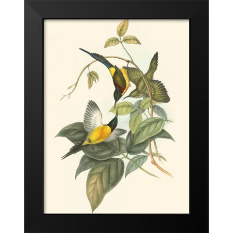 Small Birds of Tropics IV Black Modern Wood Framed Art Print by Gould, John