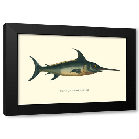 Common Sword-Fish Black Modern Wood Framed Art Print with Double Matting by Vision Studio