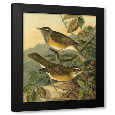 Small Woodland Birds III Black Modern Wood Framed Art Print with Double Matting by Vision Studio